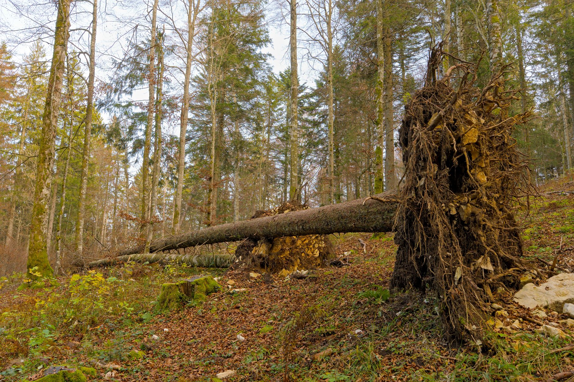 Enlèvement arbre urgence Puy-de-Dôme